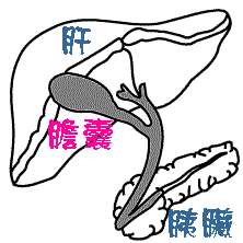 膽囊