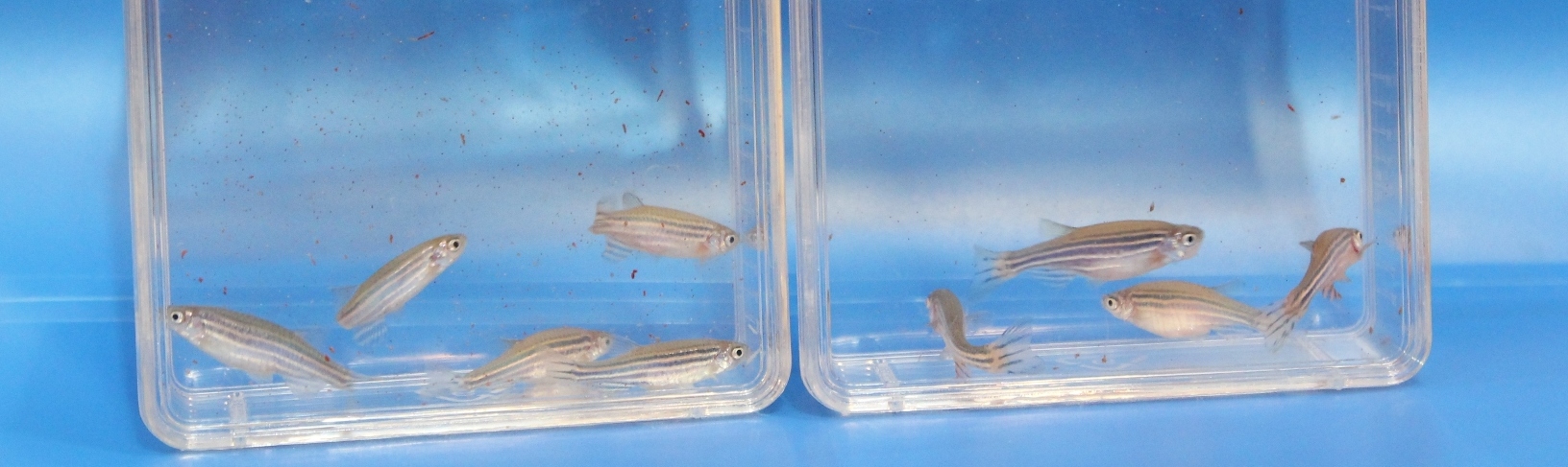 首創轉基因肥胖斑馬魚 建立減肥藥物篩檢新模型說明圖片